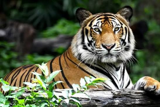 Ranthambore Rajasthan